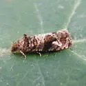 Paralobesia yaracana - Hodges#2717 - photo 2