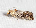 Paralobesia yaracana - Hodges#2717 - photo 4
