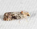 Paralobesia yaracana - Hodges#2717 - photo 5