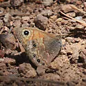 Pine Satyr - Hodges#4580 - photo 2