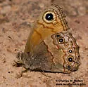 Pine Satyr - Hodges#4580 - photo 3