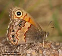 Pine Satyr - Hodges#4580 - photo 4