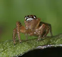 Paramaevia hobbsae