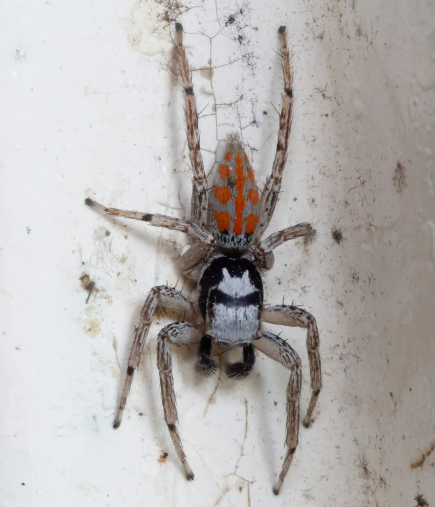 Three-lined Maevia - photo 2