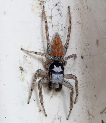 Three-lined Maevia - photo 3