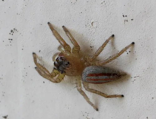 Three-lined Maevia - photo 4