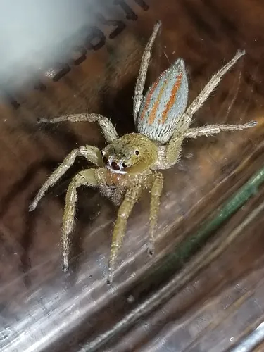 Three-lined Maevia - photo 5