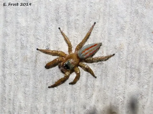 Three-lined Maevia - photo 6