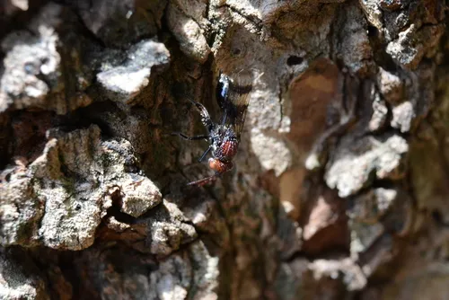 Paramblynotus braziliensis