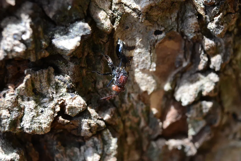 Paramblynotus braziliensis - photo 2