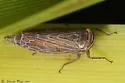 Paramesus major - Paramesus major
