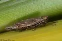 Paramesus major - photo 2