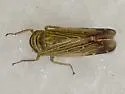 Paramesus major - photo 3