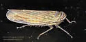 Paramesus major - photo 4
