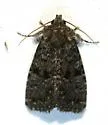 Paramiana n-sp - Hodges#9806.96 - Paramiana n-sp