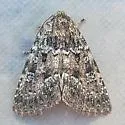 Paramiana n-sp - Hodges#9806.96 - photo 2