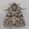 Paramiana n-sp - Hodges#9806.96 - photo 3