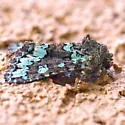 Paramiana perissa - Hodges#9805