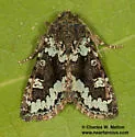 Paramiana perissa - Hodges#9805 - photo 2