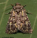Paramiana smaragdina - Hodges#9803