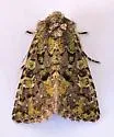 Paramiana smaragdina - Hodges#9803 - photo 2