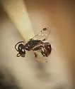Parammoplanus apache
