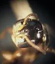 Parammoplanus apache - photo 2