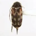 Paramordellaria carinata - photo 2