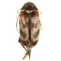 Paramordellaria carinata - photo 3