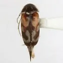 Paramordellaria carinata - photo 4