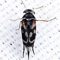 Paramordellaria carinata - photo 5
