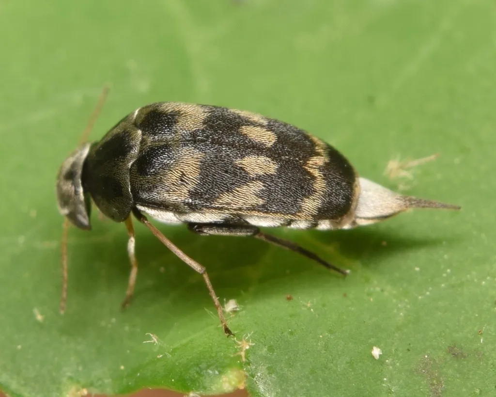 Paramordellaria triloba