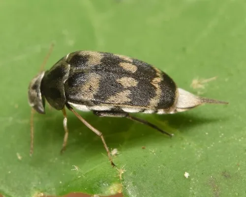 Paramordellaria triloba - photo 3
