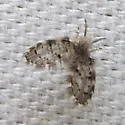 Paramormia corniculata