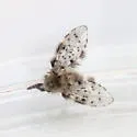 Paramormia corniculata - photo 2