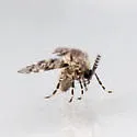 Paramormia corniculata - photo 3