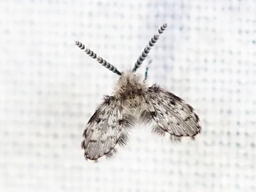 Paramormia furcata