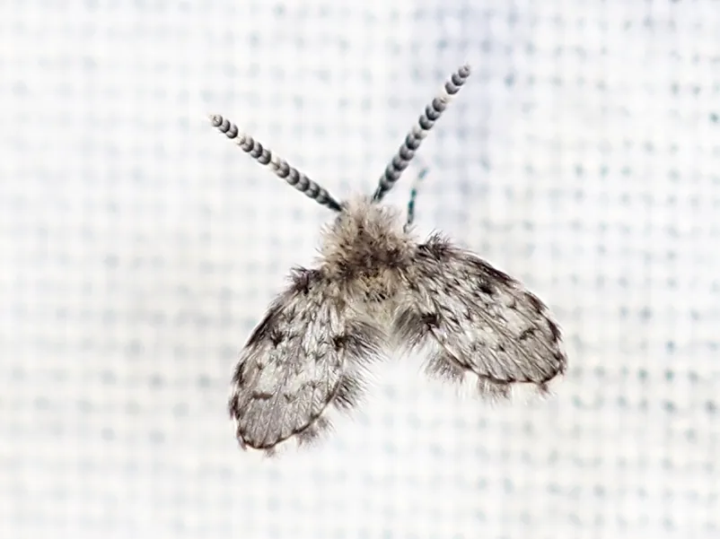 Paramormia furcata - photo 2
