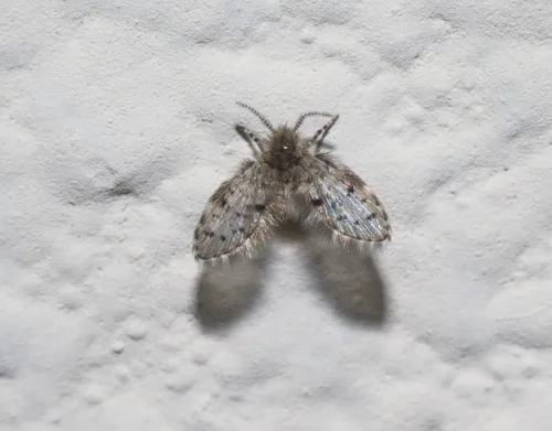 Paramormia ustulata
