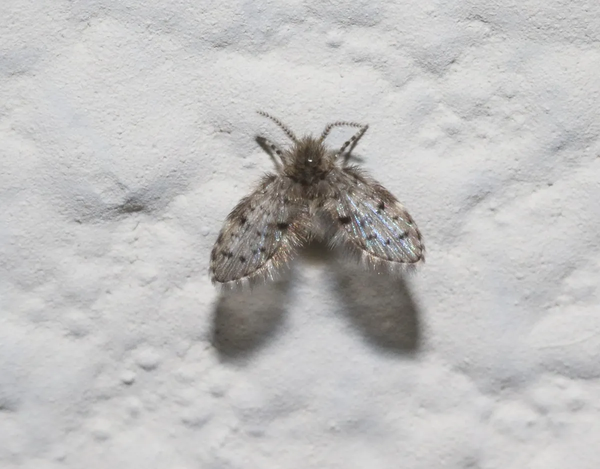 Paramormia ustulata - photo 3