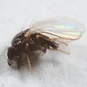 Paramyia pseudonitens - Paramyia pseudonitens