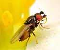 Paramyia pseudonitens - photo 2