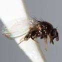 Paramyia pseudonitens - photo 3
