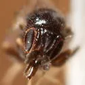 Paramyia pseudonitens - photo 4
