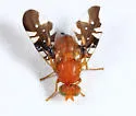 Paramyiolia nigricornis