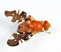 Paramyiolia nigricornis - photo 2