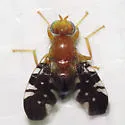 Paramyiolia nigricornis - photo 3