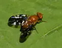 Paramyiolia nigricornis - photo 4
