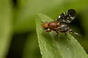 Paramyiolia nigricornis - photo 5