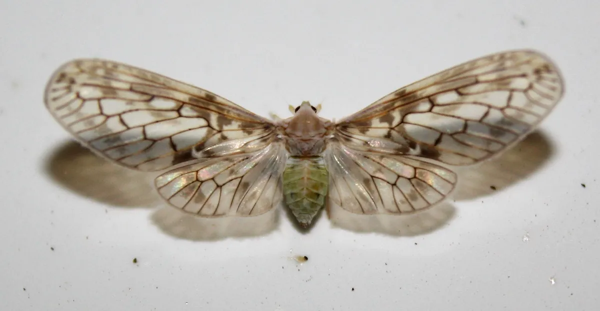 Paramysidia mississippiensis